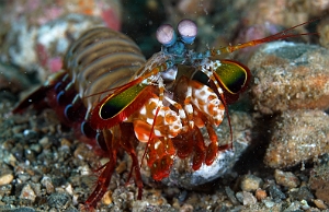 Banda Sea 2018 - DSC05497_rc - Peacock Mantis - Squille multicolore - Odontodactylus scyllarus